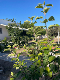 Casa tra gli ulivi di Puglia