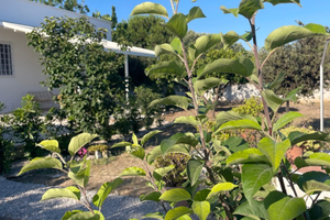 Casa tra gli ulivi di Puglia