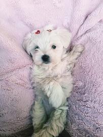Cuccioli di maltese