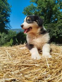 cuccioli Pastore australiano 
