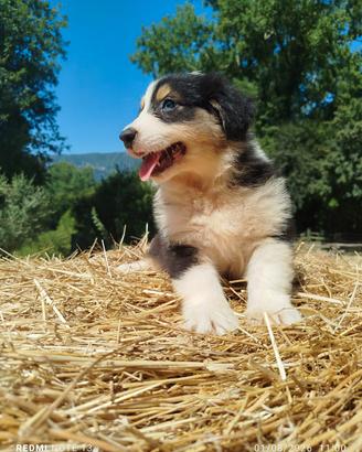 cuccioli Pastore australiano 