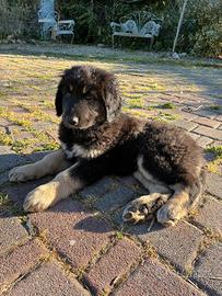 Cucciola di Pastore della Sila