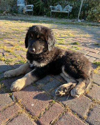 Cucciola di Pastore della Sila