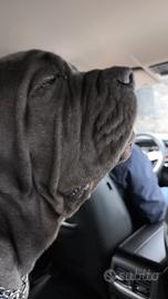 Splendida cucciola di 8 mesi