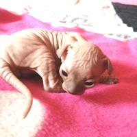 Cuccioli di Canadian Sphynx