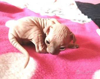 Cuccioli di Canadian Sphynx
