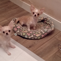 Chihuhahua pelo. Lungo pedigree italiano