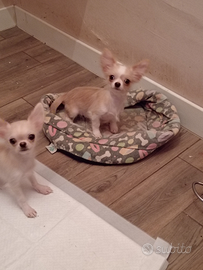 Chihuhahua pelo. Lungo pedigree italiano