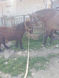 Pony femmina