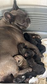 Cuccioli bulldog francesi