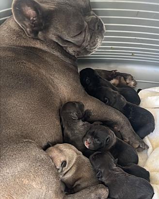 Cuccioli bulldog francesi