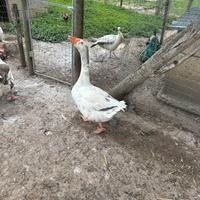 Maschio di oca veneta