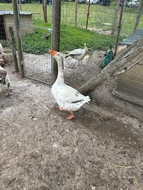 Maschio di oca veneta