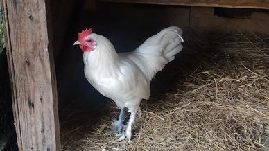 Gallo