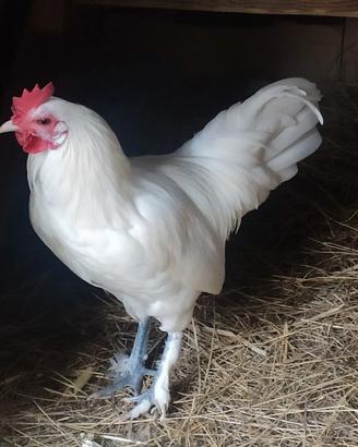 Gallo