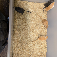 Gerbilli della Mongolia