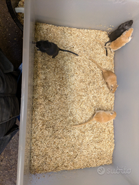 Gerbilli della Mongolia