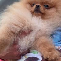 Spitz Pomerania