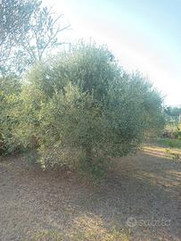 albero ulivo