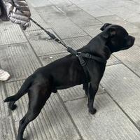 Stallone Staffordshire bull terrier