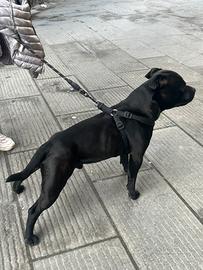 Stallone Staffordshire bull terrier