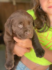 Labrador neri e marroni con pedigree