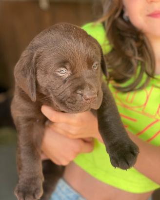 Labrador neri e marroni con pedigree