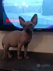Sphynx