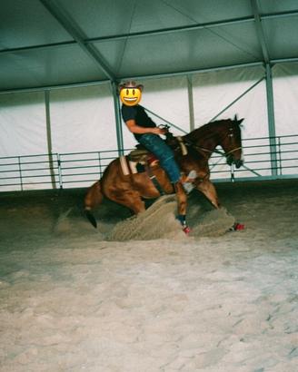 Cavallo