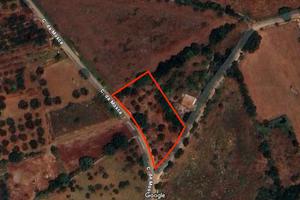 Terreno agricolo 2133 mq qualità uliveto