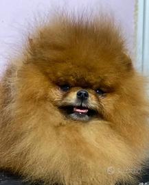 Monta volpino pomerania Toy ACCOPPIAMENTO Rosso