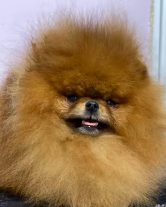 Monta volpino pomerania Toy ACCOPPIAMENTO Rosso