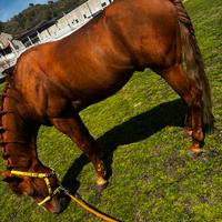 Cavallo quarter horse americano con documento