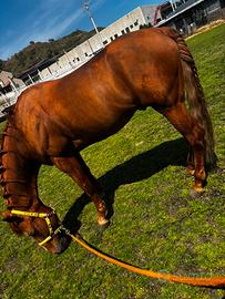 Cavallo quarter horse americano con documento