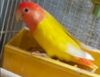 Opalina lutina testa rossa anellata foi