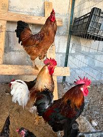 Gallo gigante