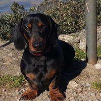 Bassotto femmina adulta