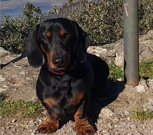 Bassotto femmina adulta