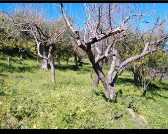 Terreno agricolo a Naso