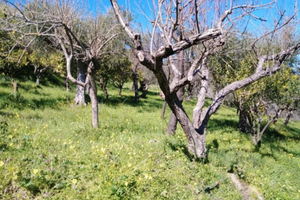 Terreno agricolo a Naso
