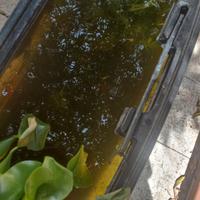 Pesci e pianta da laghetto e pond