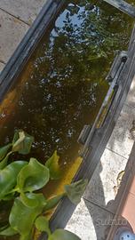 Pesci e pianta da laghetto e pond