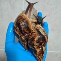 Lumache africane giganti