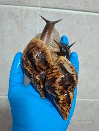 Lumache africane giganti