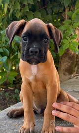 Cuccioli Boxer