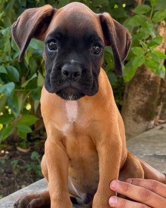 Cuccioli Boxer