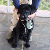 Cuccioli di labrador neri con pedigree Enci