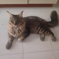 Gattino Maine coon maschio 11mesi disponibile