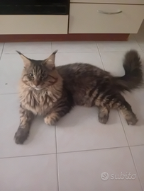 Gattino Maine coon maschio 11mesi disponibile