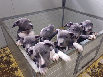 Cuccioli amstaff blu